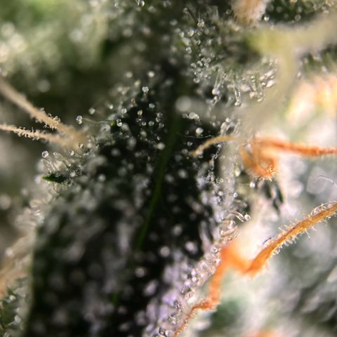 Frosted Guava growlog timeline photo
