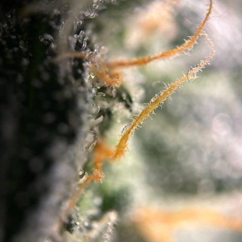 Frosted Guava growlog timeline photo