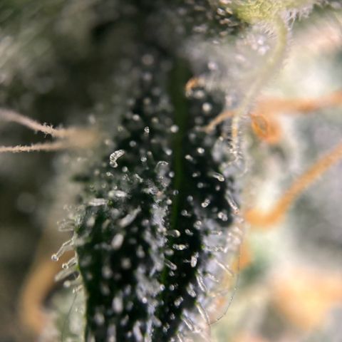 Frosted Guava growlog timeline photo