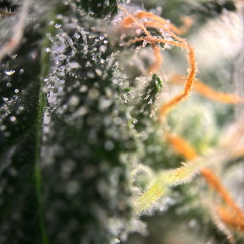 Frosted Guava growlog timeline photo