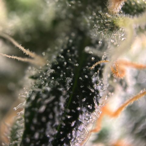 Frosted Guava growlog timeline photo
