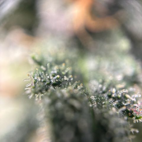 Frosted Guava growlog timeline photo