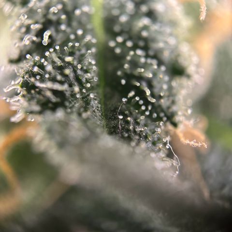 Frosted Guava growlog timeline photo