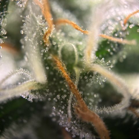 Frosted Guava growlog timeline photo