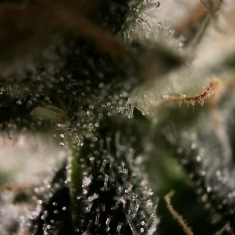 Frosted Guava growlog timeline photo