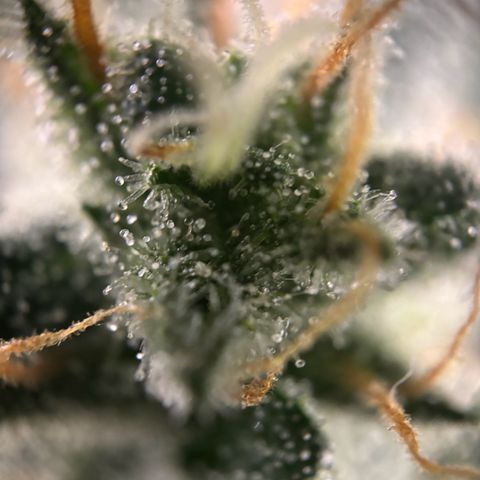 Frosted Guava growlog timeline photo