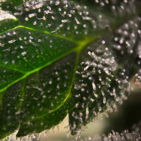 Frosted Guava growlog timeline photo