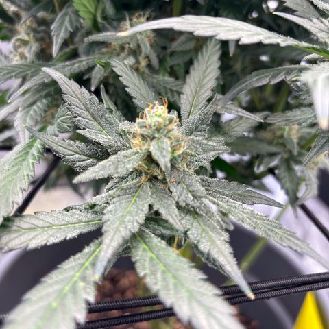 Frosted Guava growlog timeline photo