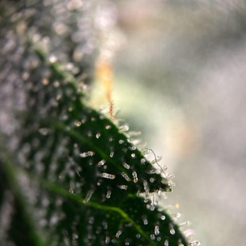 Frosted Guava growlog timeline photo