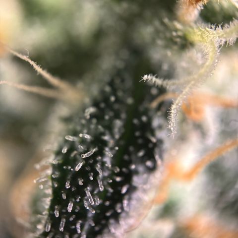Frosted Guava growlog timeline photo