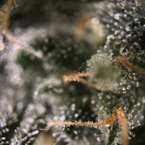 Frosted Guava growlog timeline photo