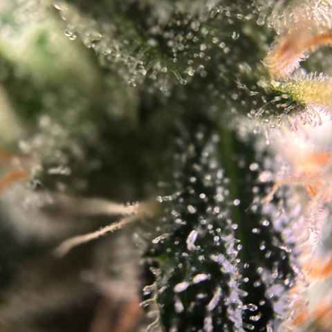Frosted Guava growlog timeline photo