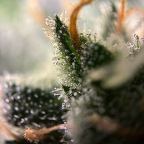 Frosted Guava growlog timeline photo