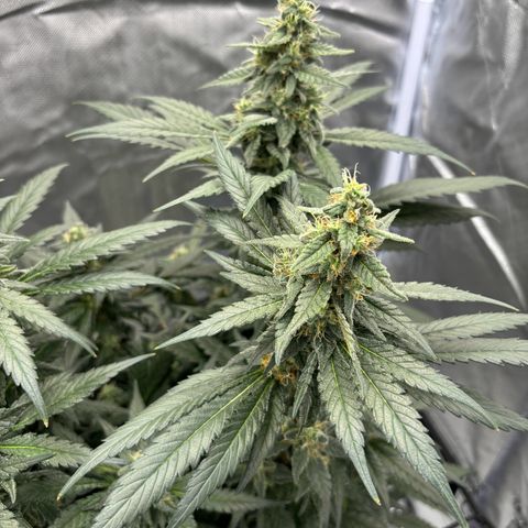Frosted Guava growlog timeline photo