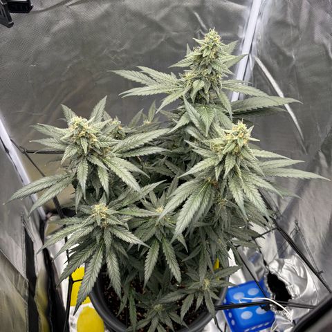 Frosted Guava growlog timeline photo