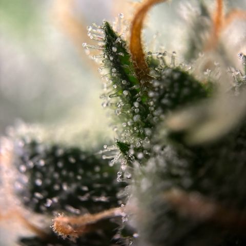 Frosted Guava growlog timeline photo