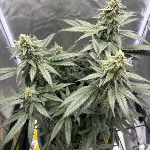 Frosted Guava growlog timeline photo