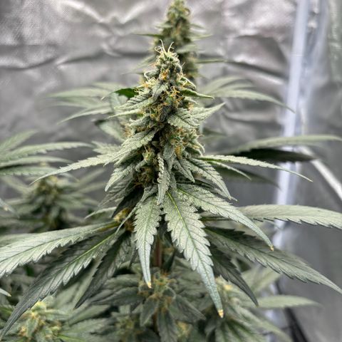 Frosted Guava growlog timeline photo