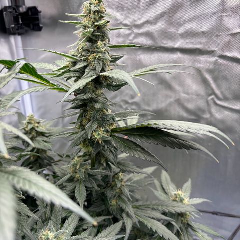 Frosted Guava growlog timeline photo