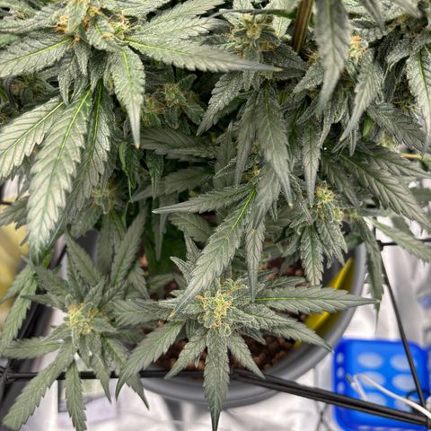 Frosted Guava growlog timeline photo