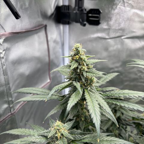 Frosted Guava growlog timeline photo