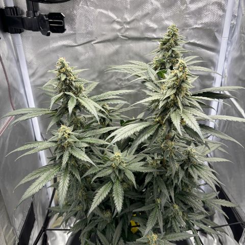 Frosted Guava growlog timeline photo