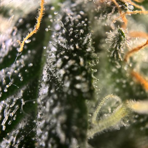 Frosted Guava growlog timeline photo