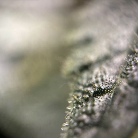 Frosted Guava growlog timeline photo