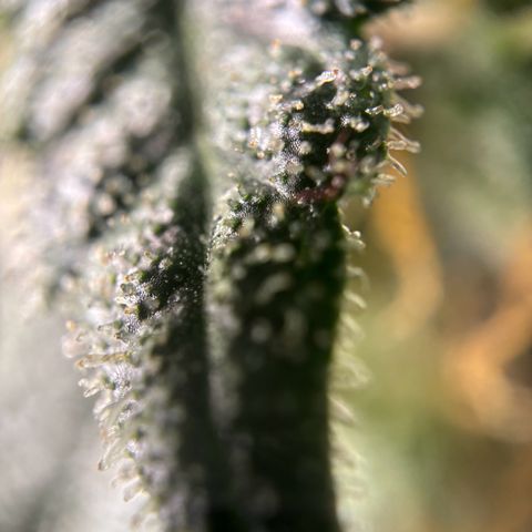 Frosted Guava growlog timeline photo