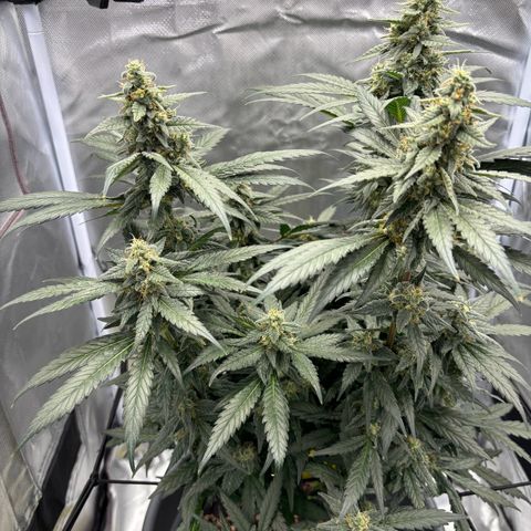 Frosted Guava growlog timeline photo