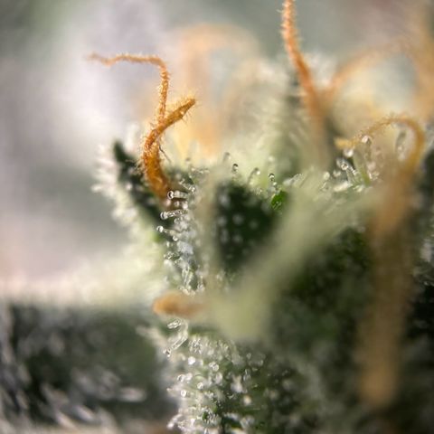 Frosted Guava growlog timeline photo