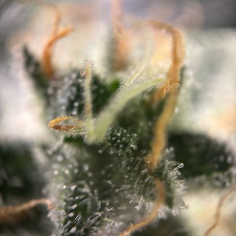 Frosted Guava growlog timeline photo