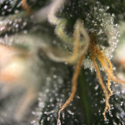 Frosted Guava growlog timeline photo
