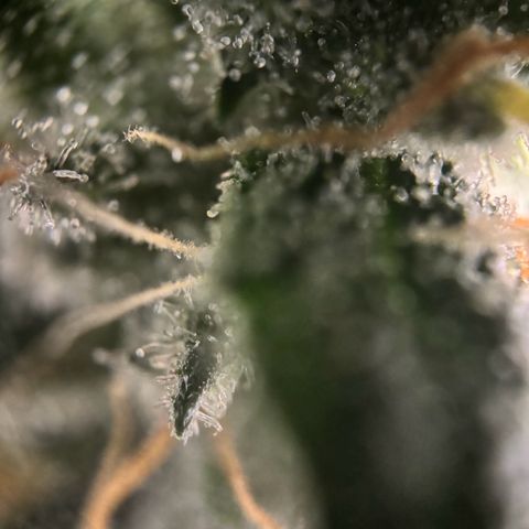 Frosted Guava growlog timeline photo