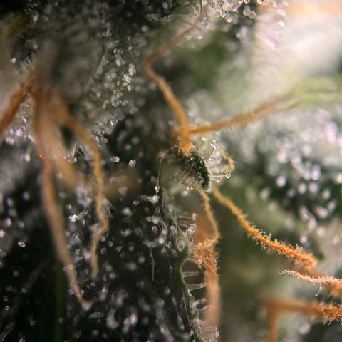 Frosted Guava growlog timeline photo