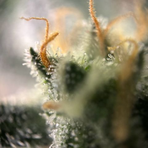 Frosted Guava growlog timeline photo