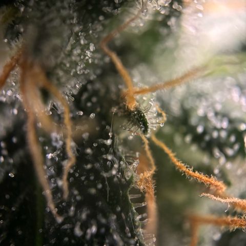 Frosted Guava growlog timeline photo