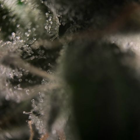 Frosted Guava growlog timeline photo