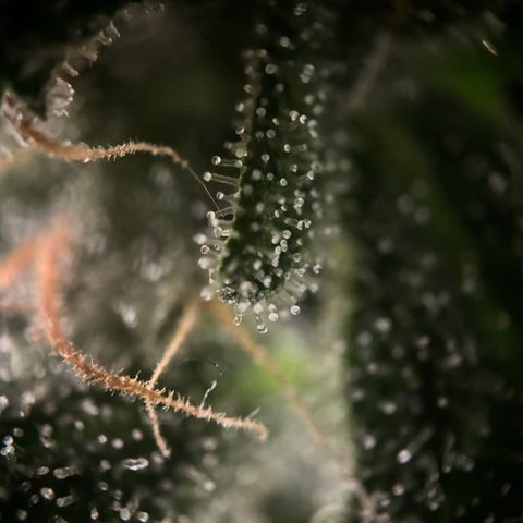 Frosted Guava growlog timeline photo