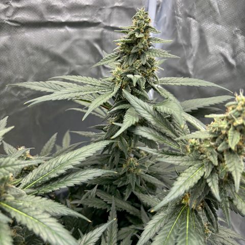Frosted Guava growlog timeline photo