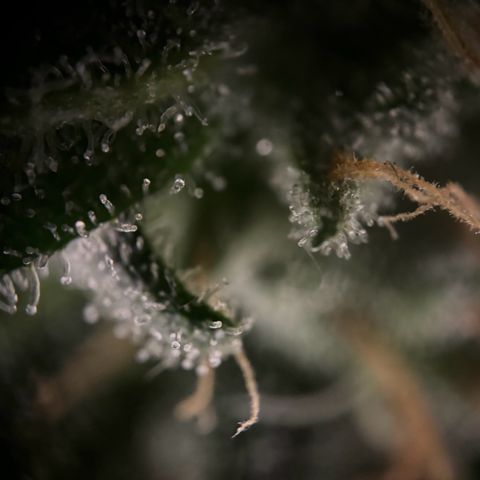 Frosted Guava growlog timeline photo