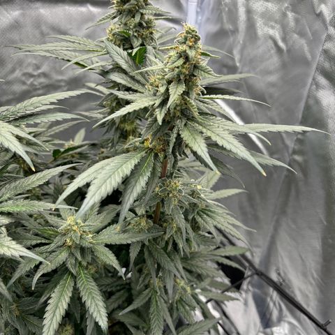 Frosted Guava growlog timeline photo