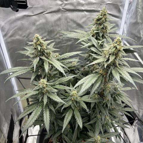 Frosted Guava growlog timeline photo