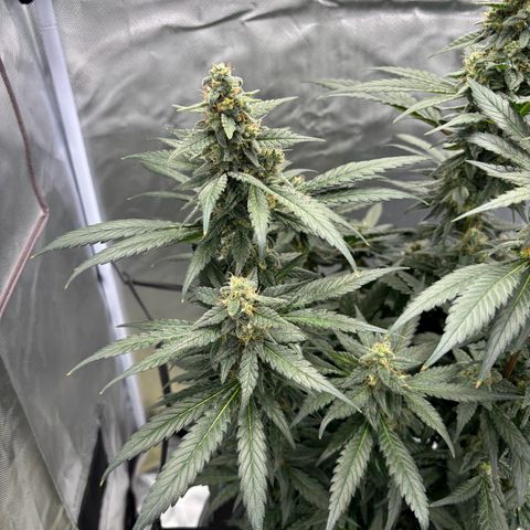 Frosted Guava growlog timeline photo