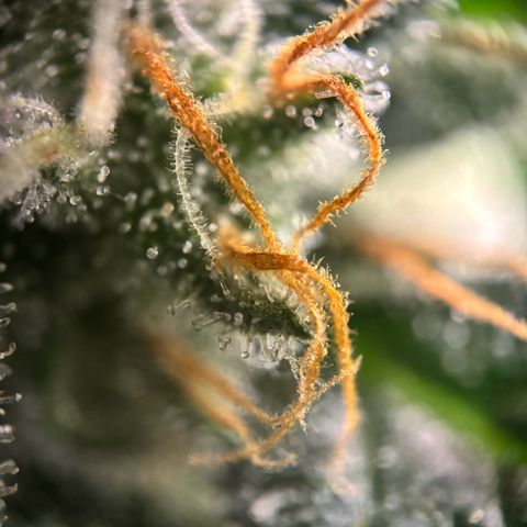 Frosted Guava growlog timeline photo