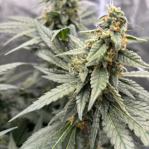 Frosted Guava growlog timeline photo