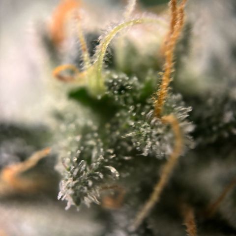 Frosted Guava growlog timeline photo
