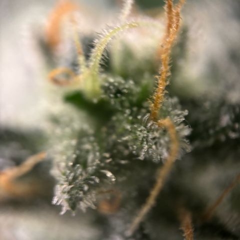 Frosted Guava growlog timeline photo