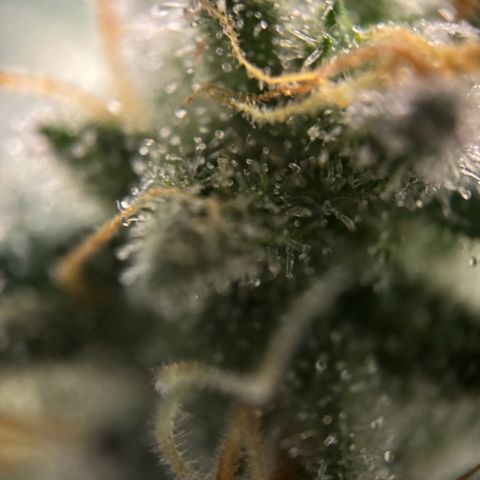 Frosted Guava growlog timeline photo