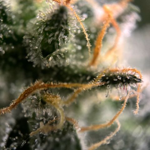 Frosted Guava growlog timeline photo